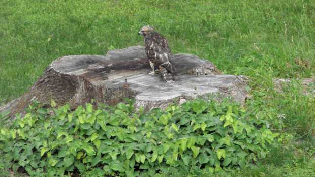 New Coopers Hawks - master of the stump