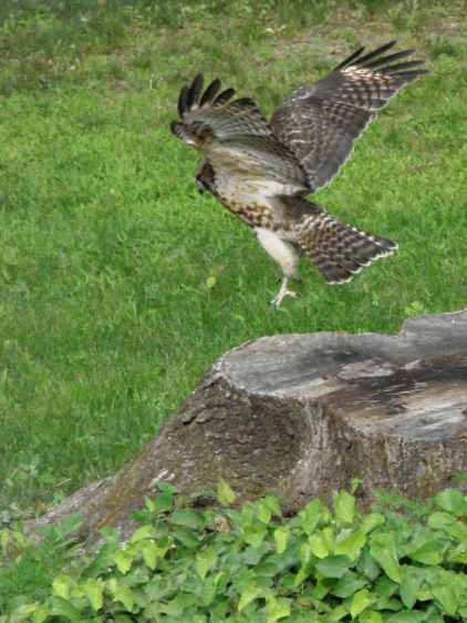 New Coopers Hawks - tall pounce