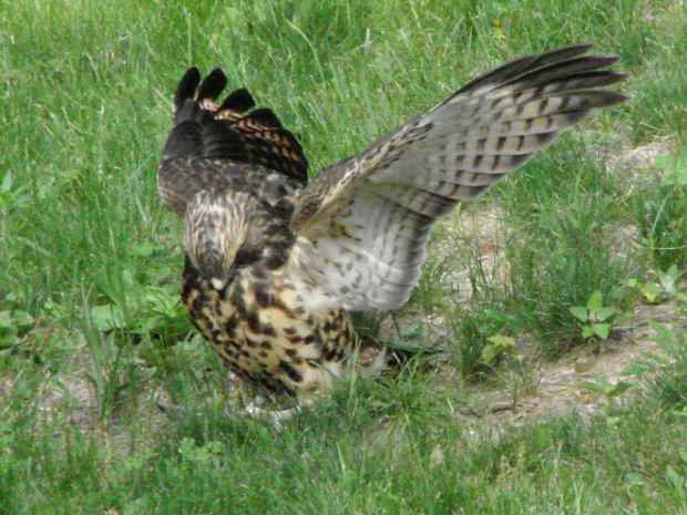 New Coopers Hawks - capturing something
