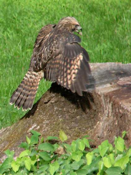 New Coopers Hawks - practice prey