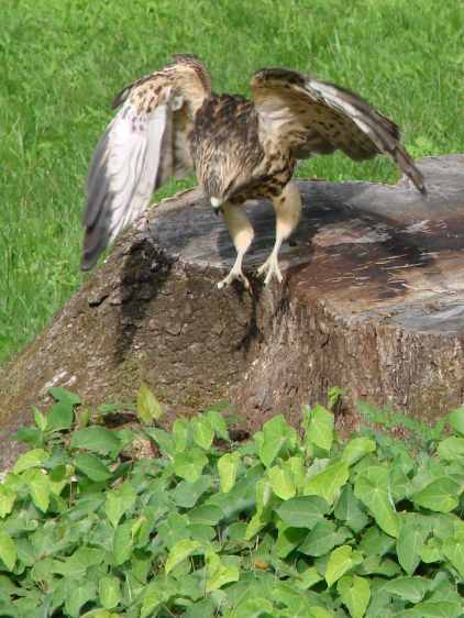 New Coopers Hawks - pouncing