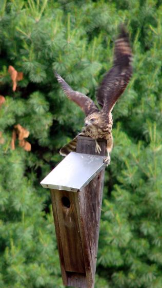 New Coopers Hawks - bird box takeoff whoops