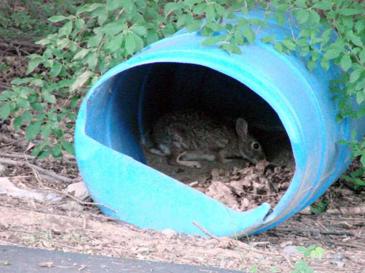 Rabbit inside salt barrel