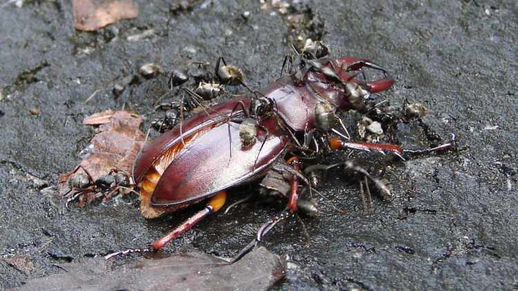 Stag Beetle vs Ants - rear