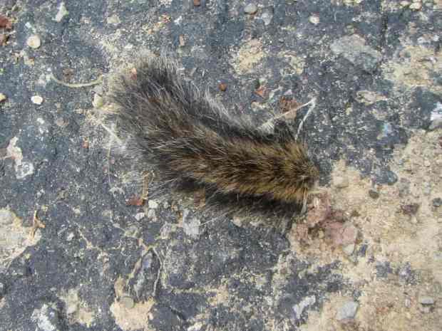 Chipmunk tail tip