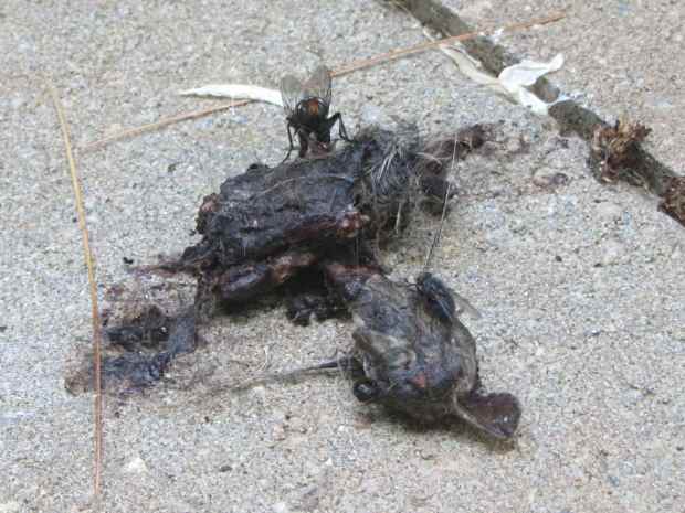 Raptor vs. Rodent gibbage