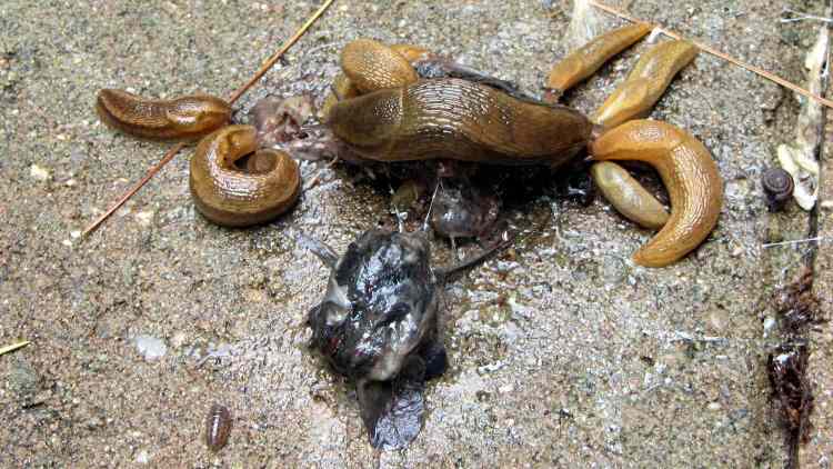Raptor vs. Rodent gibbage - feeding frenzy
