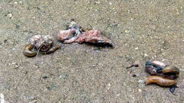 Raptor vs. Rodent gibbage - cleanup squad