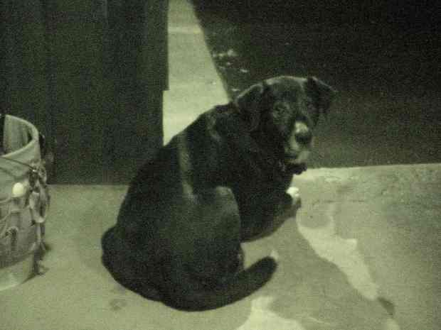 Dog on patio