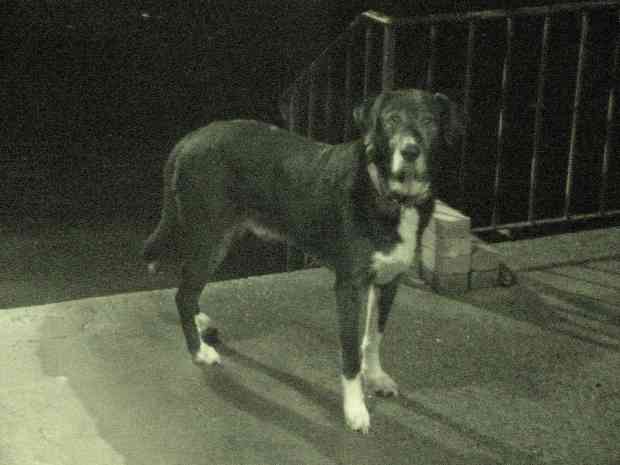 Dog upright