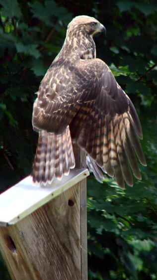 New Coopers Hawk - drying