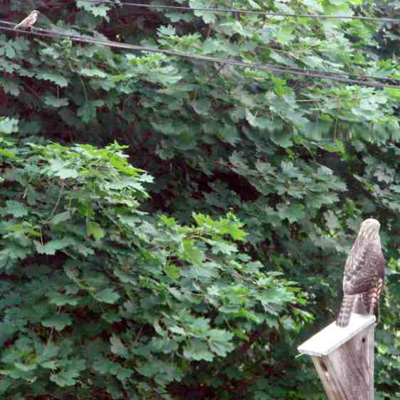 Coopers Hawk and Sparrow