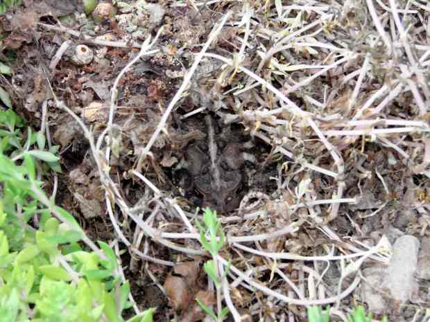 Garden shelter - toad in lair