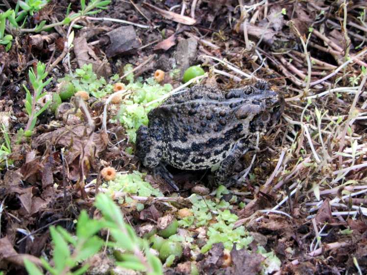 Garden shelter - toad on sour cherries