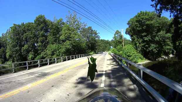 Jackson Rd - Leaf Impact - 2016-06-30 - 0509