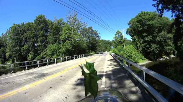 Jackson Rd - Leaf Impact - 2016-06-30 - 0510