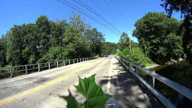 Jackson Rd - Leaf Impact - 2016-06-30 - 0511