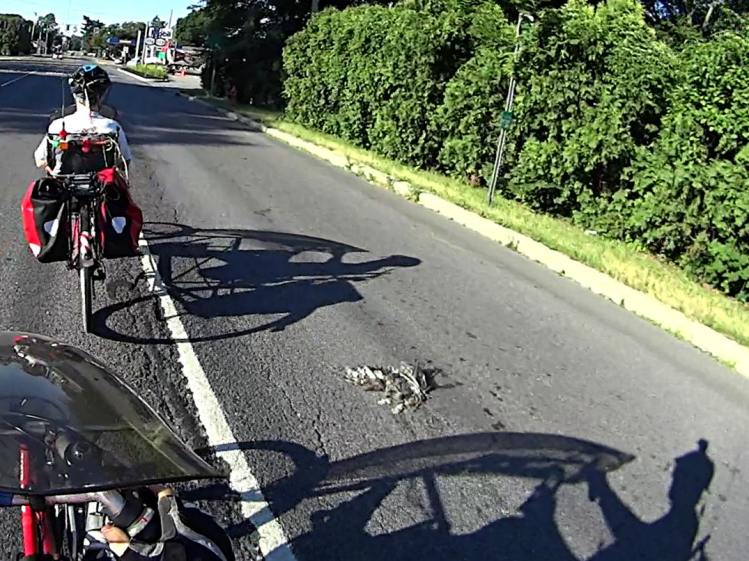 Road-killed hawk - Red Oaks Mill - 2016-07-04