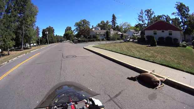 Deer carcass - 2016-09-25 - Hooker Ave