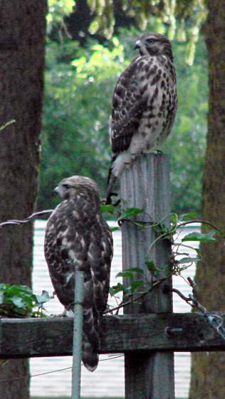 New Coopers Hawks - Watching the Area