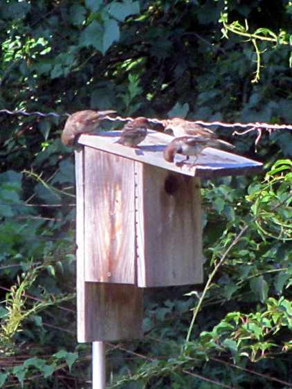 Four sparrows investigating bird box