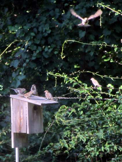 Late season sparrows on bird box