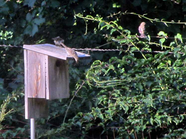 More sparrows on the bird box
