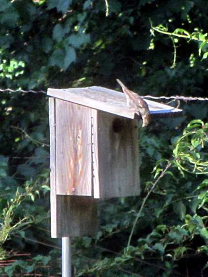 Sparrow investigating bird box