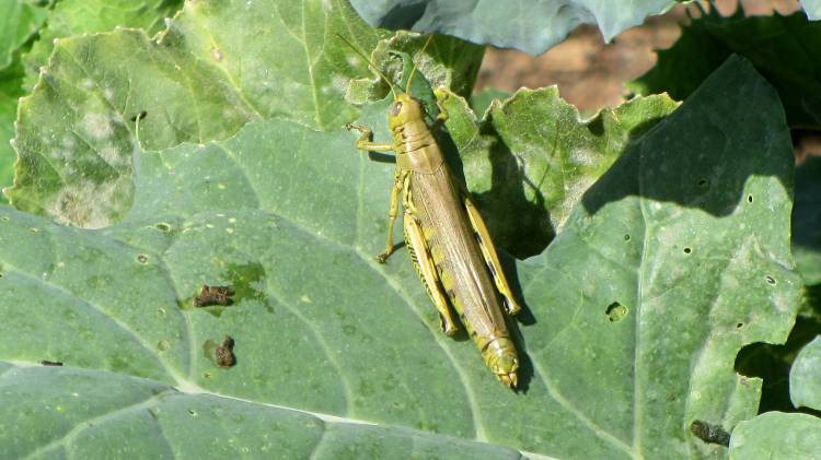 Grasshopper - Broccoli at Vassar Farms garden - overview