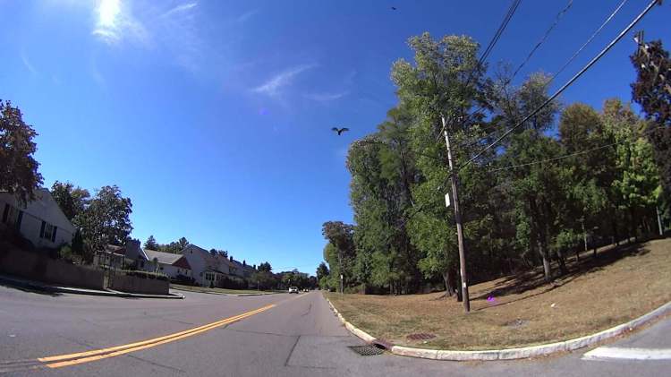 Vulture - 2016-09-25 - Hooker Ave