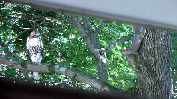 Immature Red-Tail Hawk vs. Squirrel - approach