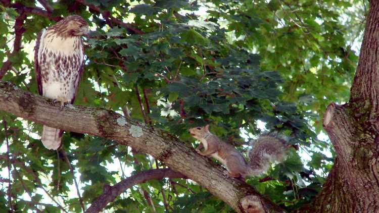 Immature Red-Tail Hawk vs. Squirrel - faceoff