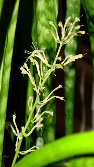Mother In Law Plant - flowering