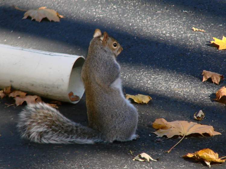 Squirrel leaning back