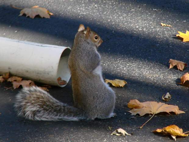 Squirrel leaning back