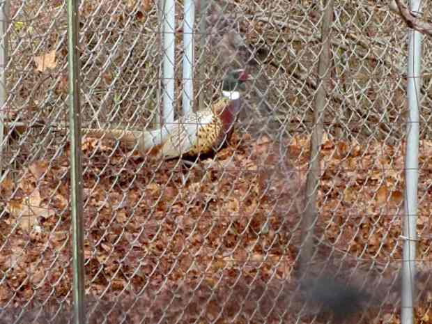 Pheasant in compost bin
