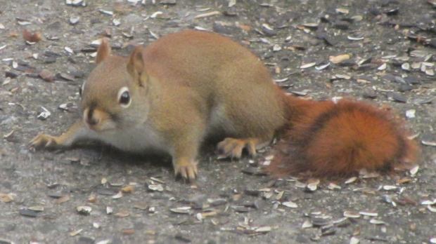 Red squirrel on patio - front