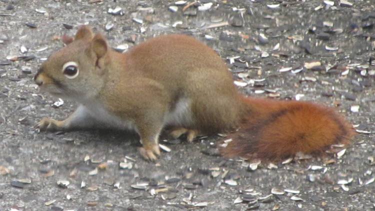 Red squirrel on patio - side