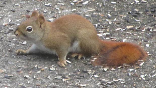 Red squirrel on patio - side