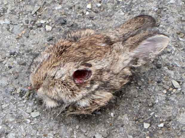 Rabbit Head