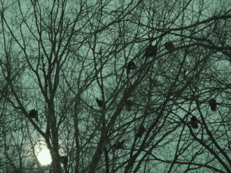 Roosting Turkeys - infra-red mode