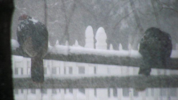Turkeys on rail fence in snow