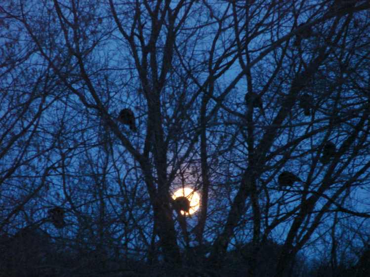 Roosting Turkeys - visible