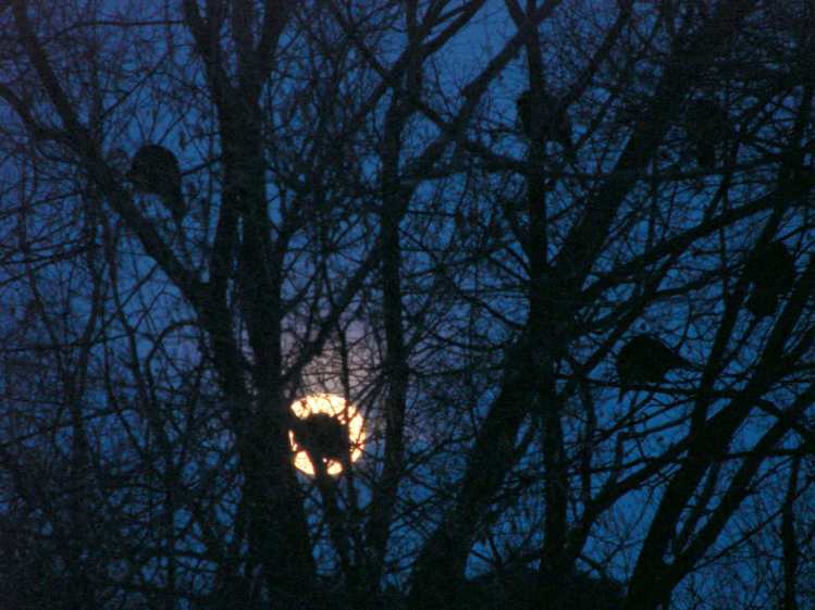 Roosting Turkeys - visible