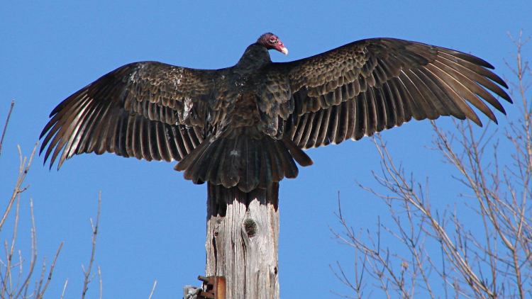 Turkey Vulture atop utility pole - alert