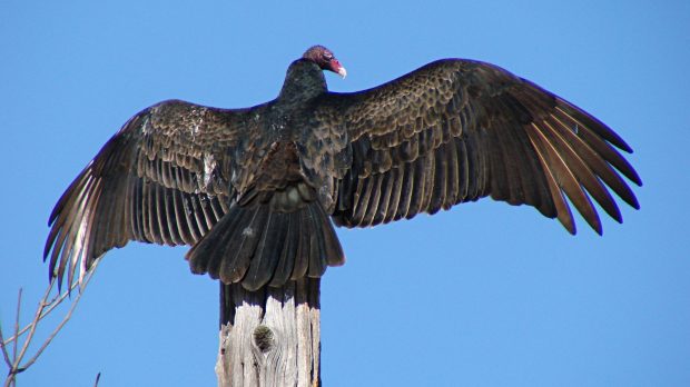 Turkey Vulture atop utility pole - snoozing