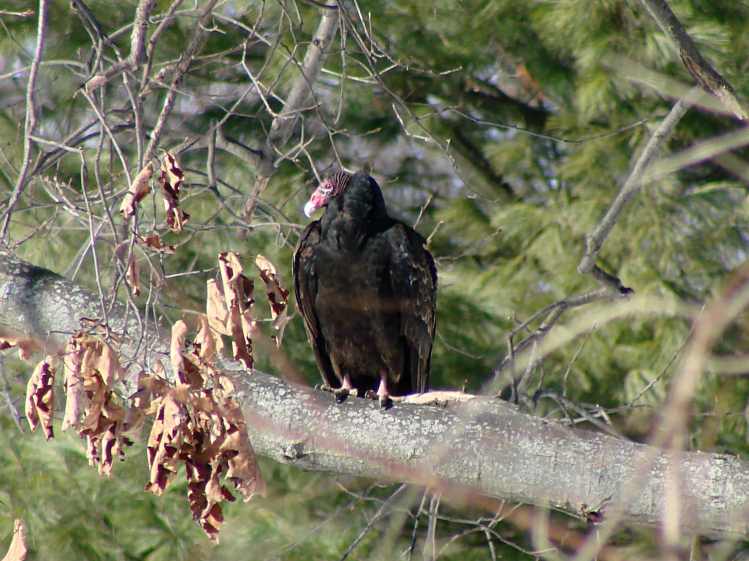 Turkey Vulture on branch