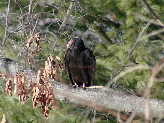 Turkey Vulture on branch
