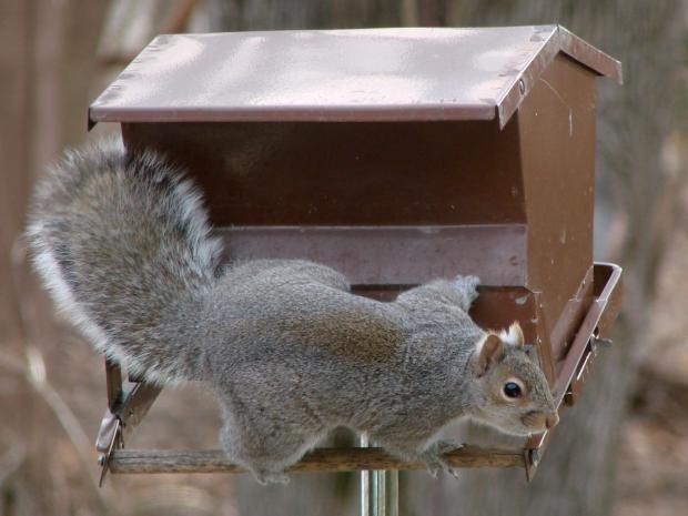 Squirrel on bird feeder