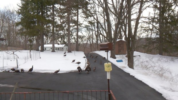 Turkey flock in driveway - 2017-03-21